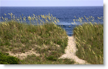 Sea oats protect the dunes of North Carolina beaches