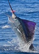 sailfish-offshore-fishing